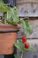 Strawberry plants in terracotta pots attached to a vertical drain pipe as a space saving technique