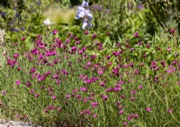 Dianthus carthusianorum, summer August