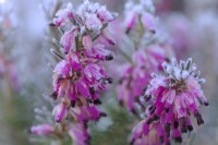 Erica carnea 'Eva'  - Winter flowering heather with hoar frost