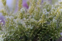 Erica x darleyensis 'Golden Perfect'  - Winter flowering heather with hoar frost