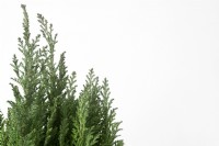 Chamaecyparis lawsoniana 'Ellwoodii'  Lawson cypress