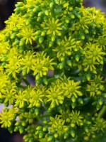 Aeonium arboreum houseleek 