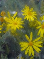 Euryops pectinatus in flower abstract through greenhouse glass in March