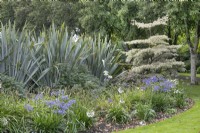 Border with Cornus contraversa 'Variegata', agapanthus and phormiums at The Burrows Gardens, Derbyshire, in August