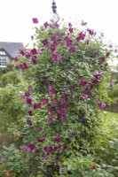 Clematis viticella 'Rubra' at The Burrows Gardens, Derbyshire, in August