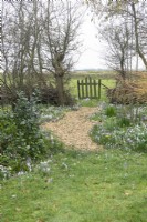 View of landscape and wooden fence. Path between the borders filled with crocus and large variety of snowdrops.