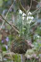 Galanthus planted in moss hanging in the tree with rope.