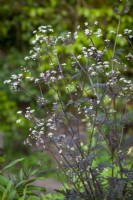 Anthriscus sylvestris 'Ravenswing' - Purple cow parsley, Queen Anne's lace