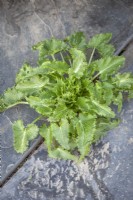 Self sown seedling of Eryngium giganteum - Miss Willmott's ghost - growing up through cracks in paving