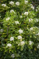 Pittosporum tobira AGM - Japanese pittosporum, Australian laurel