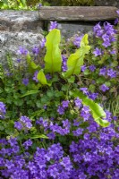 Campanula portenschlagiana - Wall bellflower - growing in a wall with Asplenium scolopendrium syn. Phyllitis scolopendrium - Hart's tongue fern