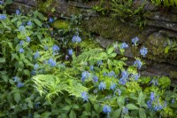 Corydalis flexuosa and ferns growing in a shady corner at the base of a dry stone wall