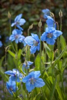 Meconopsis Fertile Blue Group 'Lingholm' syn. Meconopsis betonicifolia 'Lingholm', Meconopsis Ã— sheldonii 'Corrennie', Meconopsis Ã— sheldonii 'Blue Ice', Meconopsis grandis - Himalayan Blue Poppy