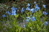 Meconopsis Fertile Blue Group 'Lingholm' syn. Meconopsis betonicifolia 'Lingholm', Meconopsis Ã— sheldonii 'Corrennie', Meconopsis Ã— sheldonii 'Blue Ice', Meconopsis grandis - Himalayan Blue Poppy