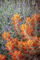 Castilleja miniata syn. Castilleja crista-galli with lavender