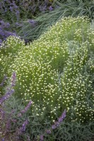 Santolina neapolitana 'Bowles Lemon' syn. Santolina pinnata subsp. neapolitana 'Edward Bowles' - Rosemary leaved cotton lavender