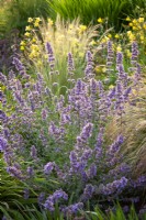 Nepeta racemosa 'Walker's Low' syn. Nepeta Ã— faassenii 'Walker's Low' - Catmint