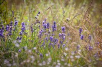 Lavandula angustifolia 'Munstead' - English Lavender - amongst grasses