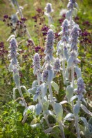 Stachys byzantina - Lamb's ear, Lamb's lugs