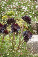 Aeonium 'Zwartkop' syn. Aeonium arboreum 'Arnold Schwarzkopff', Aeonium arboreum Blackhead growing with Erigeron karvinskianus - Mexican daisy