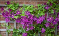 Clematis viticella 'Jenny Caddick' growing on trellis fixed to a wall