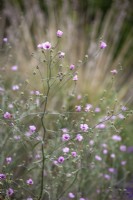 Althaea cannabina - Palm-leaf Marshmallow, Hemp-leaved Hollyhock