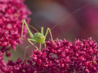 Leptophyes punctatissima - Speckled bush-cricket on Amaranthus caudatus - Love Lies Bleeding