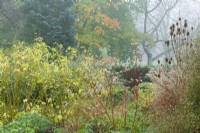View of winter garden in autumn. Cornus alba 'Sibirica', Helleborus argutifolius, Miscanthus sinenis 'Ferner Osten', Cornus sericea 'Flaviramea' and Dipsacus fullonum - teasel. November.