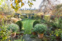 View of formal town garden in late autumn with pots of marguerites, box topiary, oval lawn, flowerbeds, hedges, and pleached trees. November.