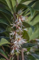 Sarcococca hookeriana variety dignya 'Winter Gem' flowering in Spring - February