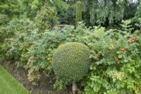 Rose hips and lollipop topiary at The Burrows Gardens, Derbyshire, in August