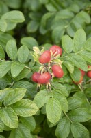 Rose hips at The Burrows Gardens, Derbyshire, in August