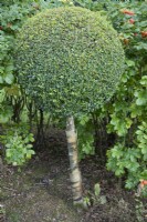 Buxus lollipop topiary with tape around the stems to deter rabbits at The Burrows Gardens, Derbyshire, in August