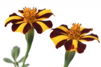 Tagetes patula  'Mr Majestic'  French marigolds  July

