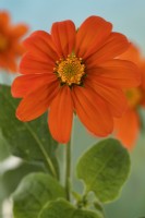 Tithonia rotundifolia  'Goldfinger'  Mexican sunflower  July