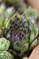 Sempervivum  'Star Sirius'  Houseleek growing in terracotta pot  July