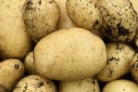 Solanum tuberosum  'Nicola'  Second early potatoes harvested from compost  July