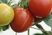 Solanum lycopersicum  'Mountain Magic'  F1 Hybrid tomatoes  One split or cracked fruit  Syn. Lycopersicon esculentum  September