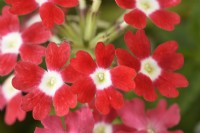 Glandularia  'Quartz mixed'  One colour from mix  Syn. Verbena  August