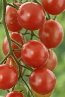 Solanum lycopersicum  'Tomtastic'  Cherry tomatoes  F1 Hybrid  Syn. Lycopersicon esculentum  August