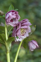 Helleborus x hybridus - Ashwood Garden Hybrids - Double Pink Blotched flowering in Spring - February