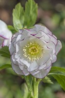 Helleborus x hybridus - Ashwood Garden Hybrids - Double White Picotee flowering in Spring - February