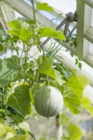 Ripening fruit of Melon 'Pampero' F1 trained into apex of greenhouse. Cherry tomato foliage in background. August.