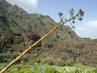 Agave americana plant growing wild in Tenerife, Canary Islands February 