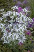 Eryngium giganteum  AGM - Miss Willmott's ghost