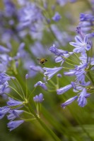 Bee landing on Agapanthus praecox Blue Storm syn.  'Atiblu' - African lily