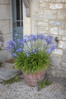 Agapanthus praecox Blue Storm syn.  'Atiblu' - African lily -  in a terracotta pot by a front door