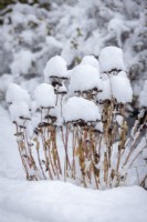 Snow on the seedheads of Sedum Herbstfreude Group 'Herbstfreude' syn. Sedum spectabile 'Autumn Joy', Sedum 'Indian Chief' - Stonecrop