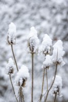 Snow on the seedhead of Dipsacus fullonum syn. Dipsacus sylvestris - teasel