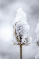 Snow on the seedhead of Dipsacus fullonum syn. Dipsacus sylvestris - teasel